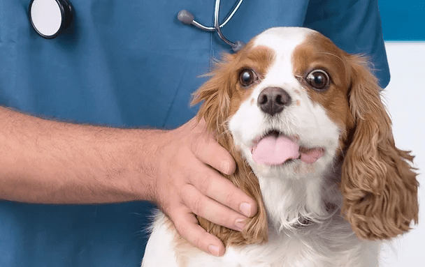 The k9 hot sale clinic